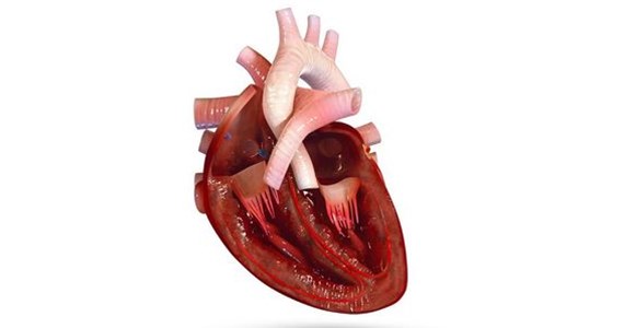 Human heart 3